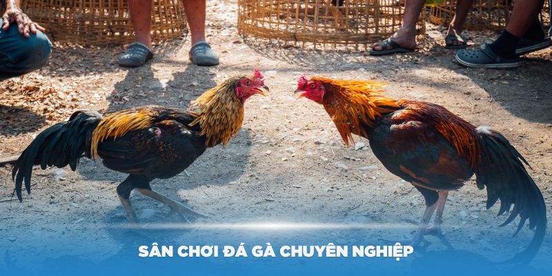 Nhà cái New88 xây dựng sân chơi đá gà chuyên nghiệp, hợp pháp